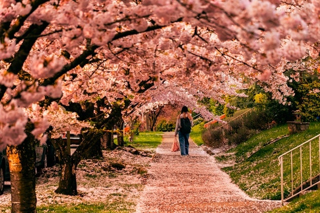 Jefferson Park