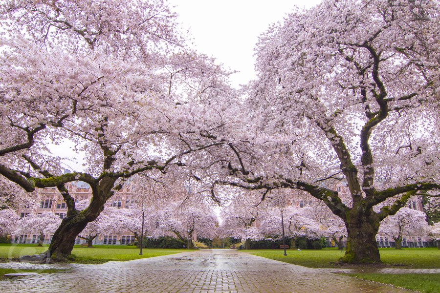 The University of Washington Quad