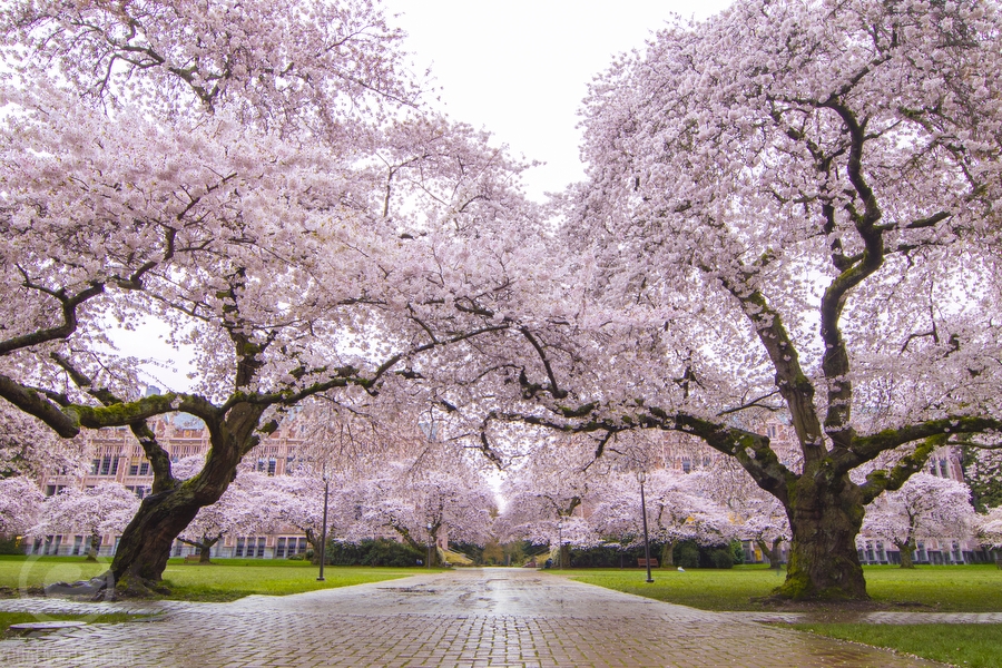 A beautiful picture of Washington university with pink blossoms
