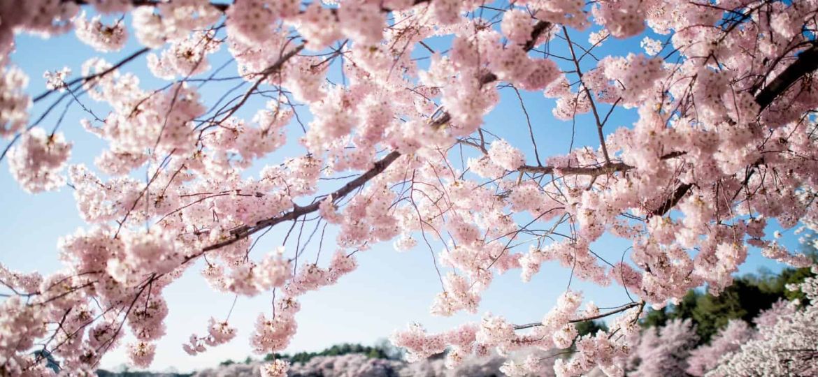 cherry-blossoms