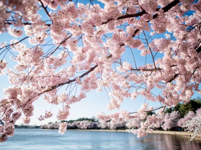 cherry-blossoms