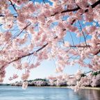 cherry-blossoms