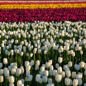 Photography at Skagit Valley Tulip Festival in Seattle