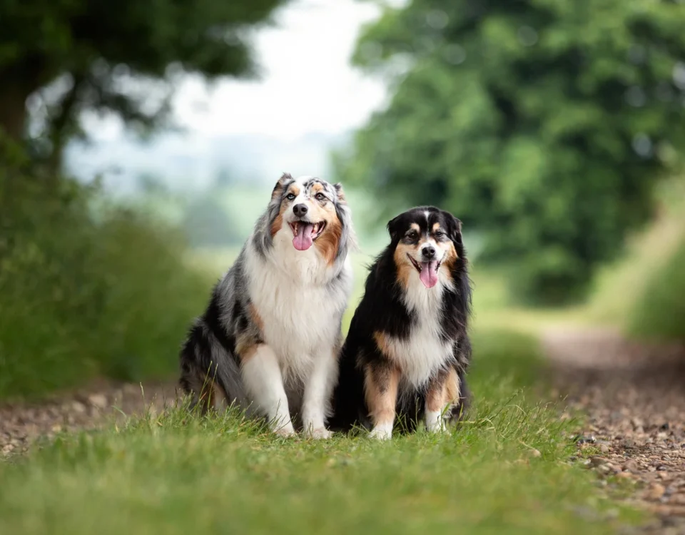 pet portrait photography Seattle