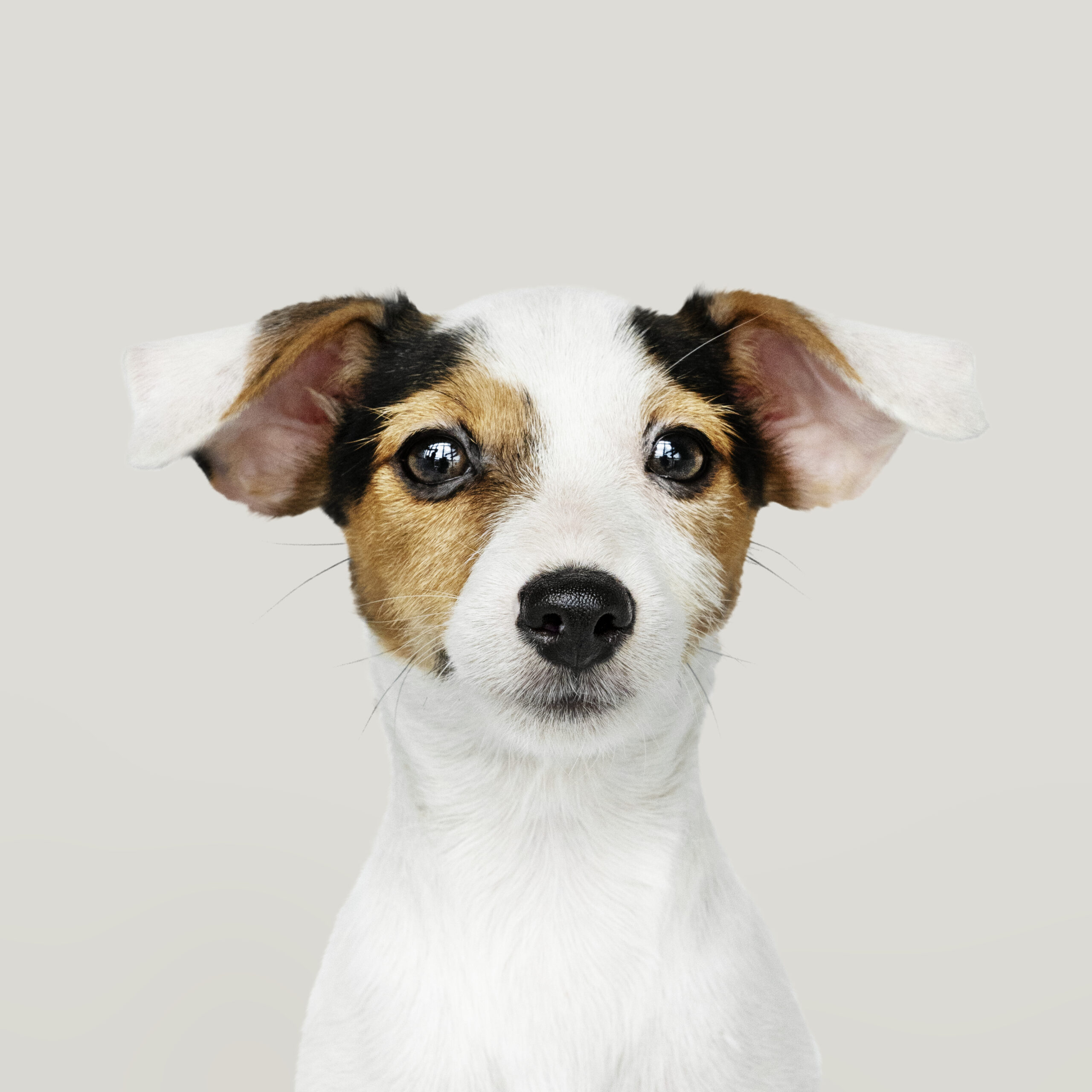 pet dog cute looking at the camera